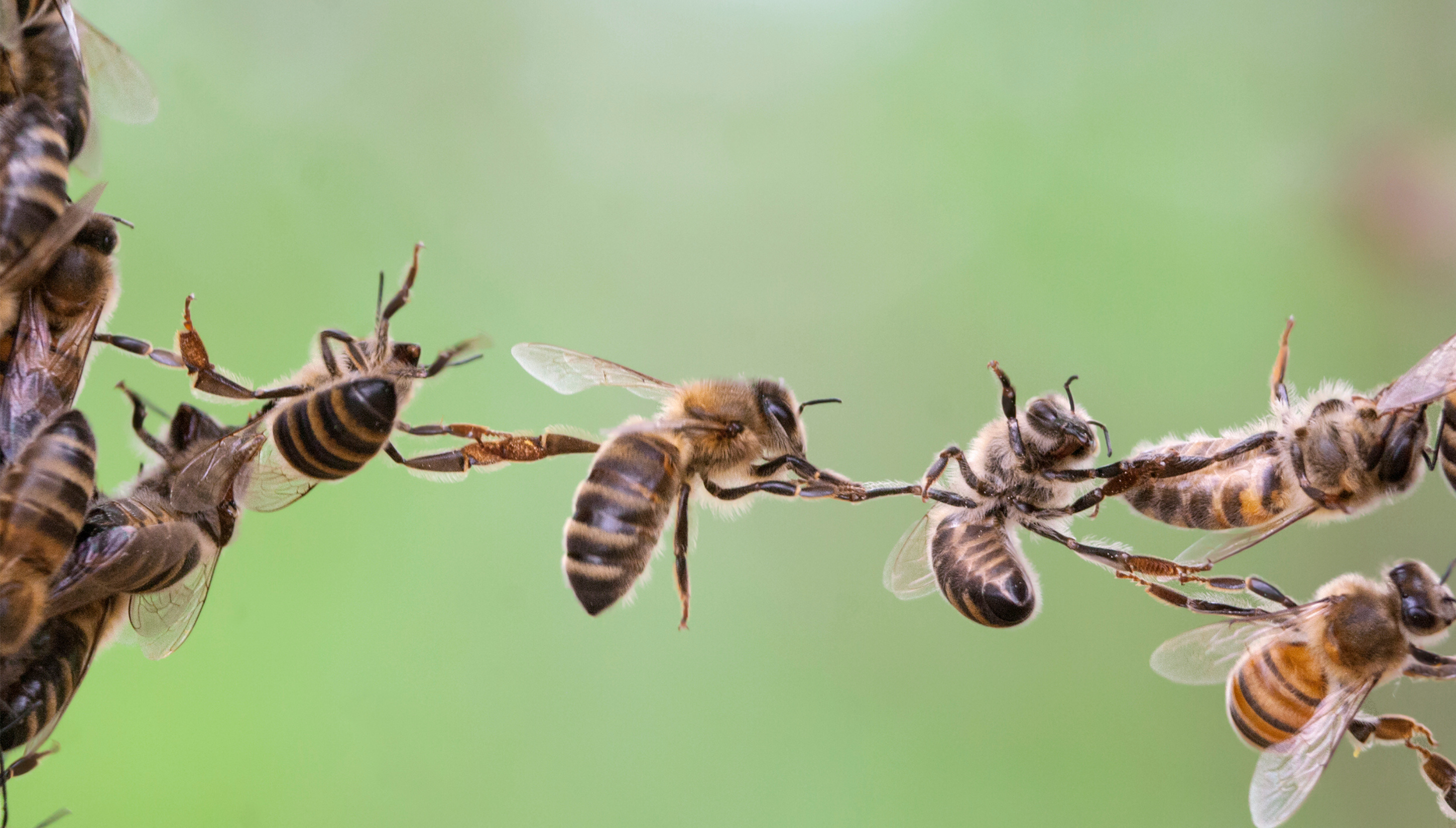 Bees linking arms 
