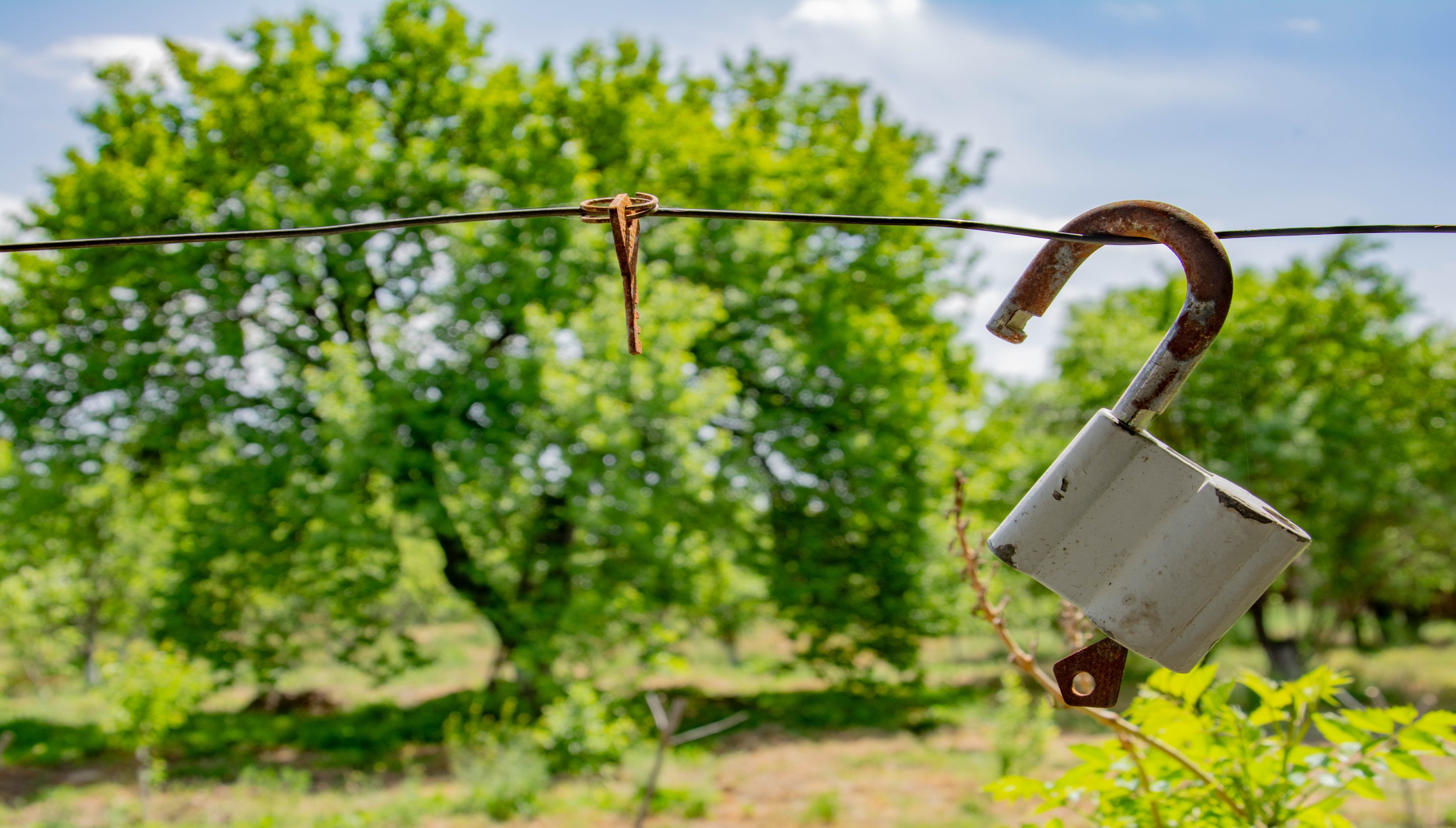 Padlock with trees behind it